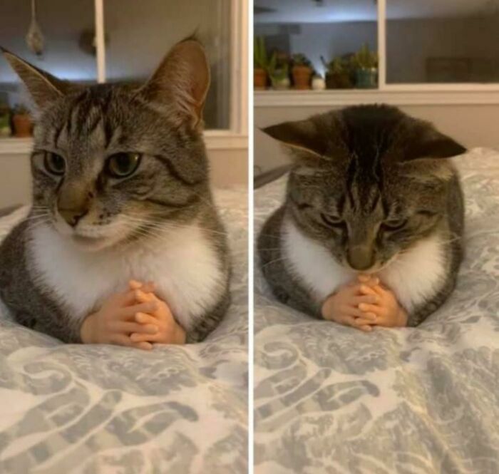 &#8220;Cats Are Aliens&#8221;: 80 Pics Of Cats That Just Might Prove They&#8217;re From Another Planet