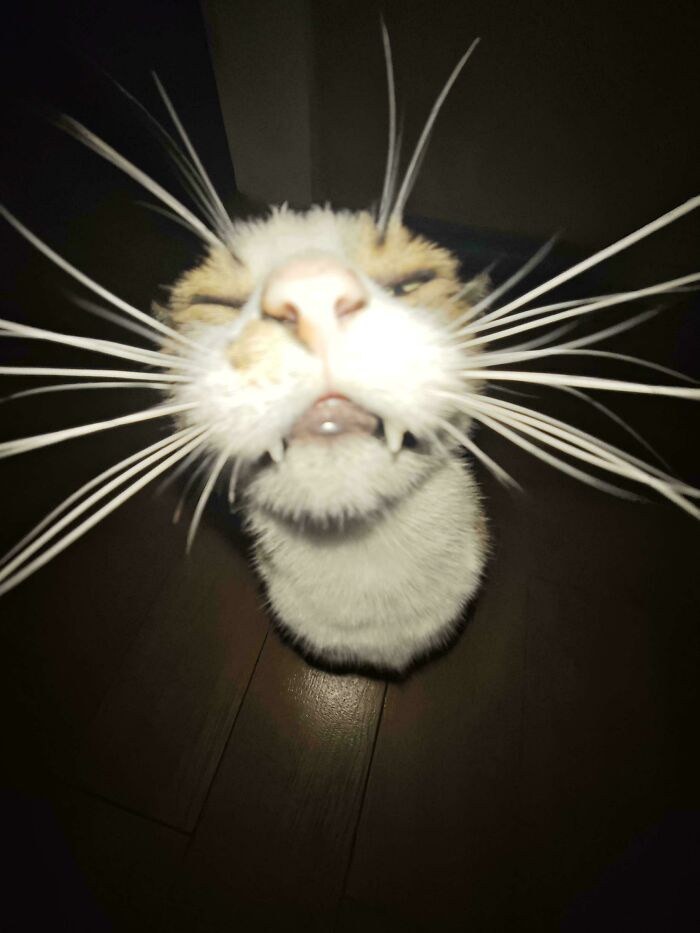 &#8220;Cats Are Aliens&#8221;: 80 Pics Of Cats That Just Might Prove They&#8217;re From Another Planet