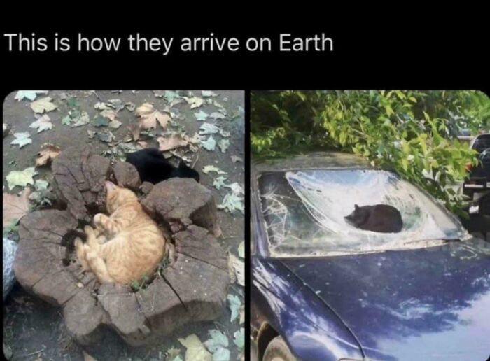&#8220;Cats Are Aliens&#8221;: 80 Pics Of Cats That Just Might Prove They&#8217;re From Another Planet