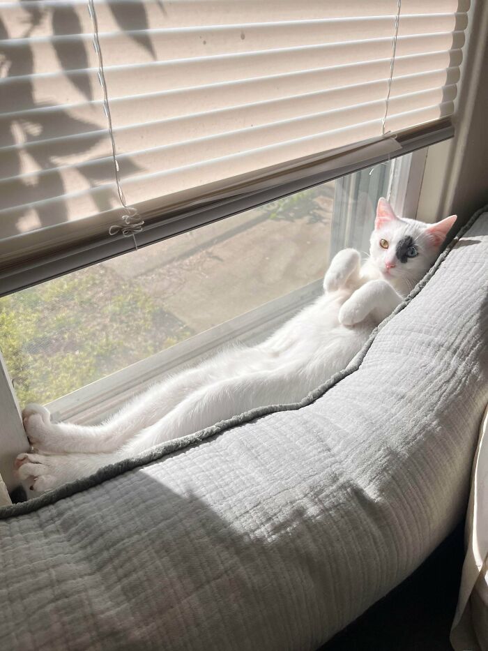&#8220;Cats Are Aliens&#8221;: 80 Pics Of Cats That Just Might Prove They&#8217;re From Another Planet