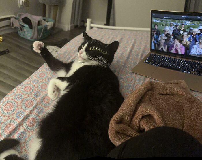 &#8220;Cats Are Aliens&#8221;: 80 Pics Of Cats That Just Might Prove They&#8217;re From Another Planet