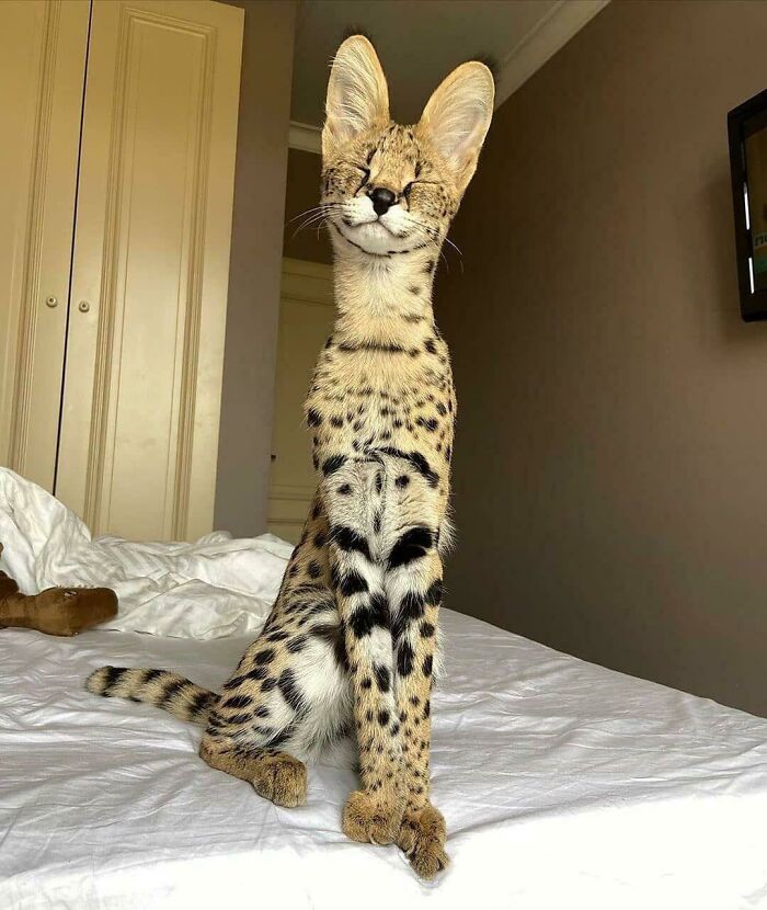 &#8220;Cats Are Aliens&#8221;: 80 Pics Of Cats That Just Might Prove They&#8217;re From Another Planet