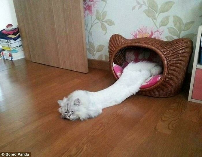 &#8220;Cats Are Aliens&#8221;: 80 Pics Of Cats That Just Might Prove They&#8217;re From Another Planet