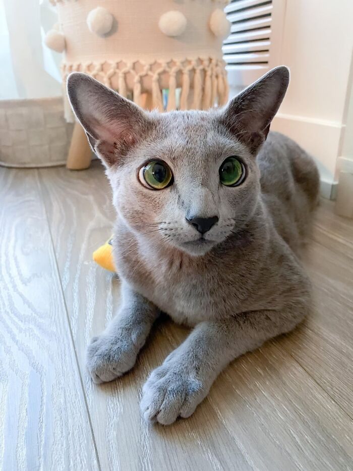 &#8220;Cats Are Aliens&#8221;: 80 Pics Of Cats That Just Might Prove They&#8217;re From Another Planet