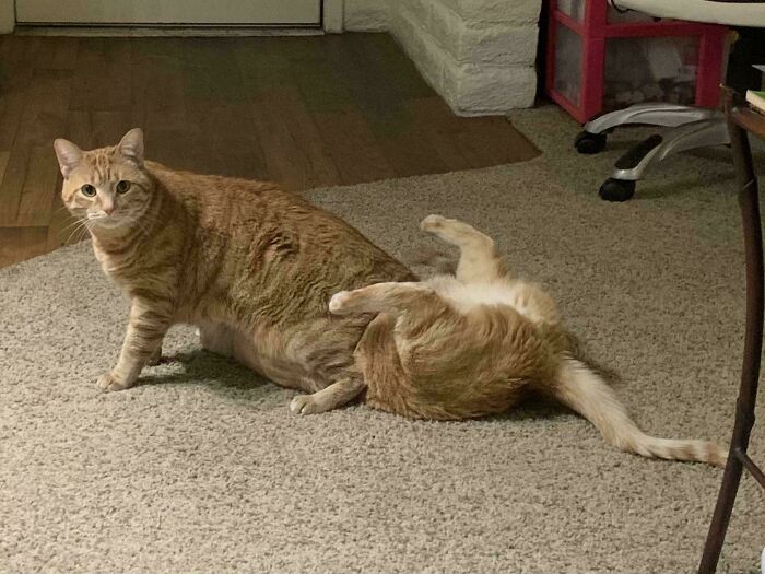 &#8220;Cats Are Aliens&#8221;: 80 Pics Of Cats That Just Might Prove They&#8217;re From Another Planet