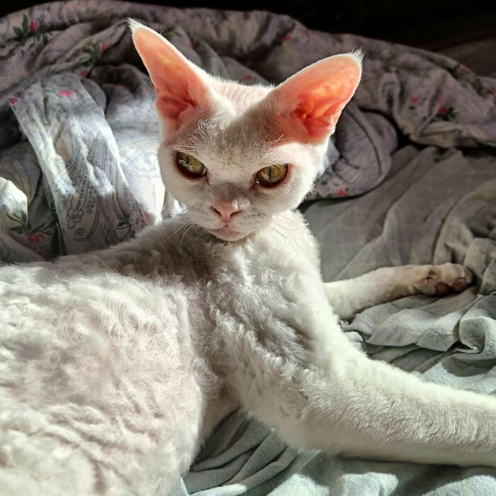 &#8220;Cats Are Aliens&#8221;: 80 Pics Of Cats That Just Might Prove They&#8217;re From Another Planet