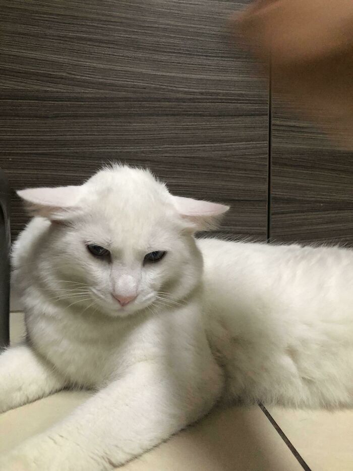 &#8220;Cats Are Aliens&#8221;: 80 Pics Of Cats That Just Might Prove They&#8217;re From Another Planet
