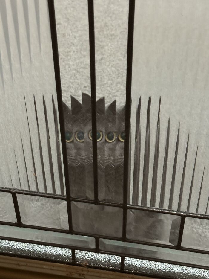 &#8220;Cats Are Aliens&#8221;: 80 Pics Of Cats That Just Might Prove They&#8217;re From Another Planet