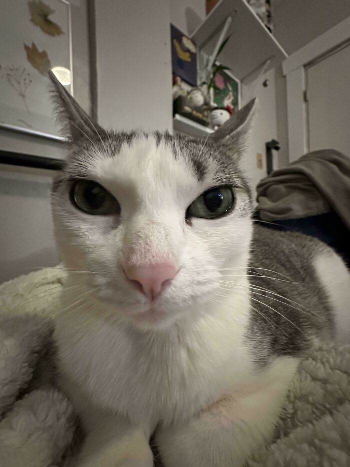 &#8220;Cats Are Aliens&#8221;: 80 Pics Of Cats That Just Might Prove They&#8217;re From Another Planet