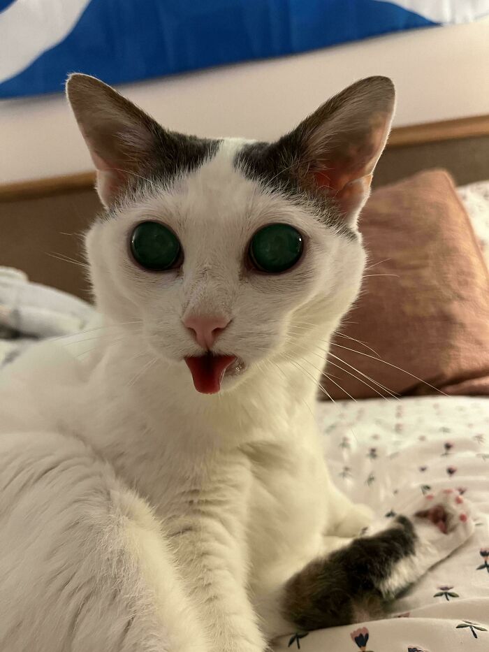&#8220;Cats Are Aliens&#8221;: 80 Pics Of Cats That Just Might Prove They&#8217;re From Another Planet