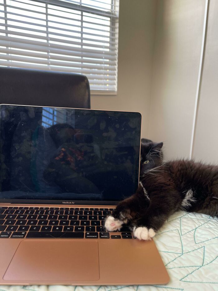 &#8220;Cats Are Aliens&#8221;: 80 Pics Of Cats That Just Might Prove They&#8217;re From Another Planet