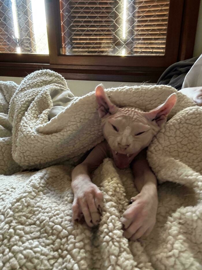 &#8220;Cats Are Aliens&#8221;: 80 Pics Of Cats That Just Might Prove They&#8217;re From Another Planet