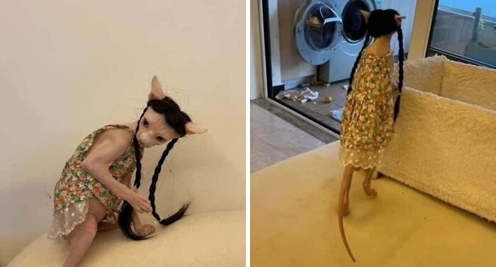 &#8220;Cats Are Aliens&#8221;: 80 Pics Of Cats That Just Might Prove They&#8217;re From Another Planet