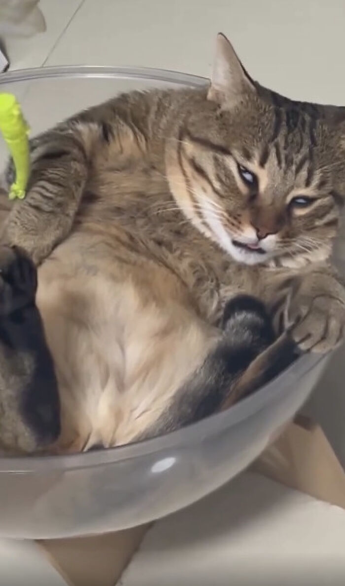 &#8220;Cats Are Aliens&#8221;: 80 Pics Of Cats That Just Might Prove They&#8217;re From Another Planet