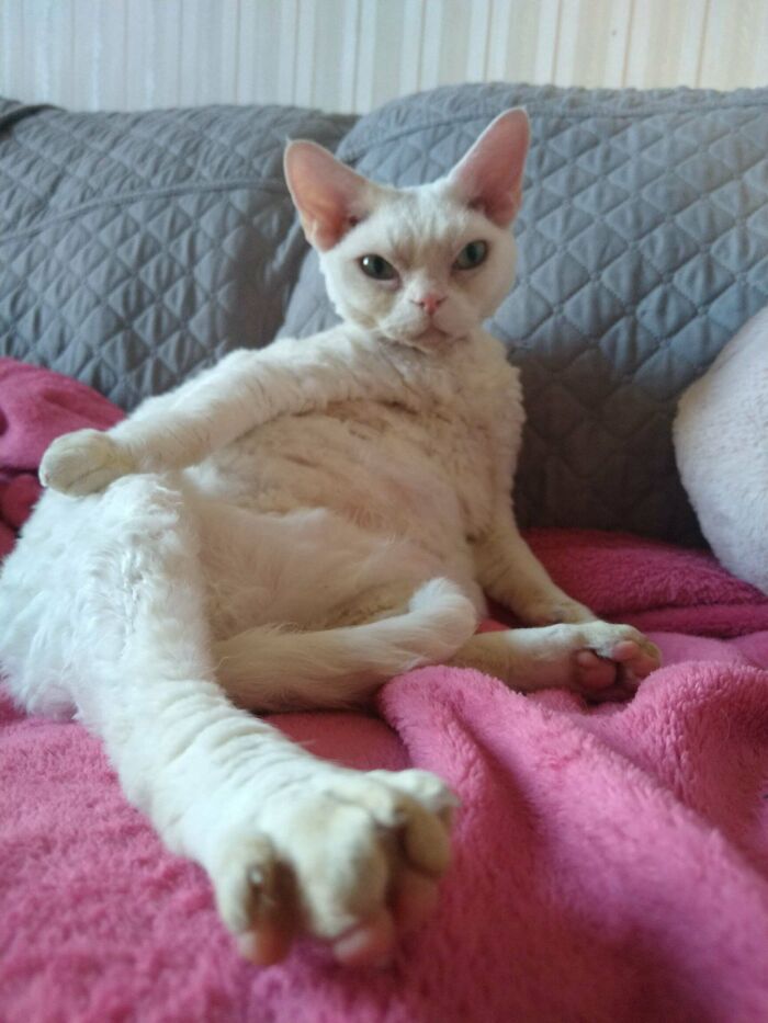 &#8220;Cats Are Aliens&#8221;: 80 Pics Of Cats That Just Might Prove They&#8217;re From Another Planet