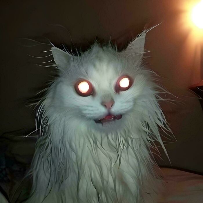 &#8220;Cats Are Aliens&#8221;: 80 Pics Of Cats That Just Might Prove They&#8217;re From Another Planet