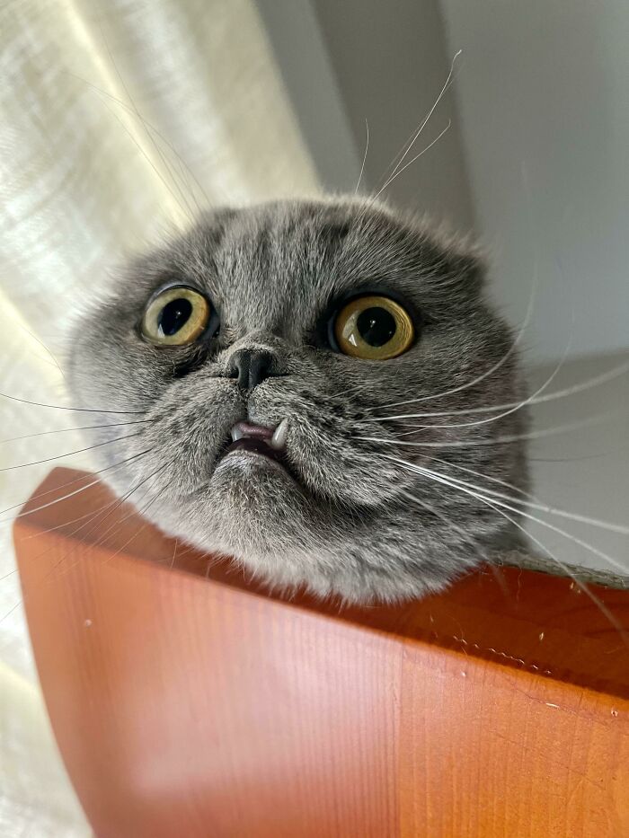 &#8220;Cats Are Aliens&#8221;: 80 Pics Of Cats That Just Might Prove They&#8217;re From Another Planet