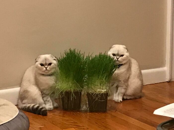 &#8220;Cats Are Aliens&#8221;: 80 Pics Of Cats That Just Might Prove They&#8217;re From Another Planet