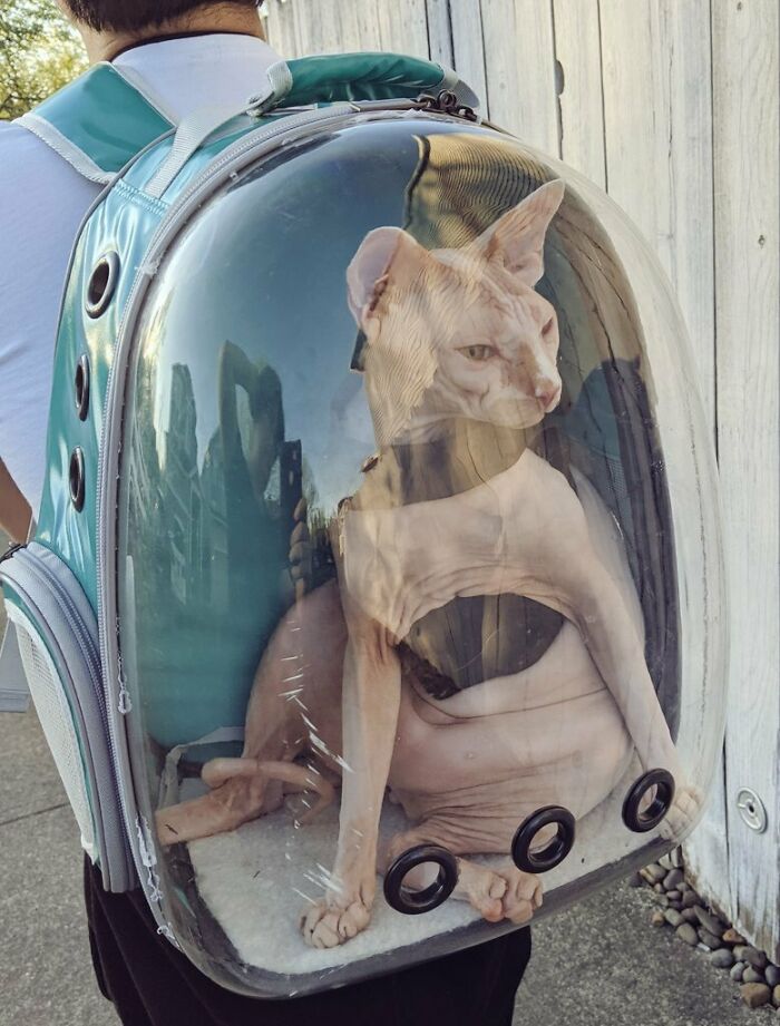 &#8220;Cats Are Aliens&#8221;: 80 Pics Of Cats That Just Might Prove They&#8217;re From Another Planet