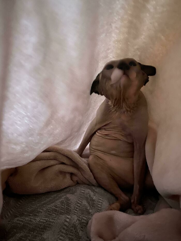 &#8220;Cats Are Aliens&#8221;: 80 Pics Of Cats That Just Might Prove They&#8217;re From Another Planet