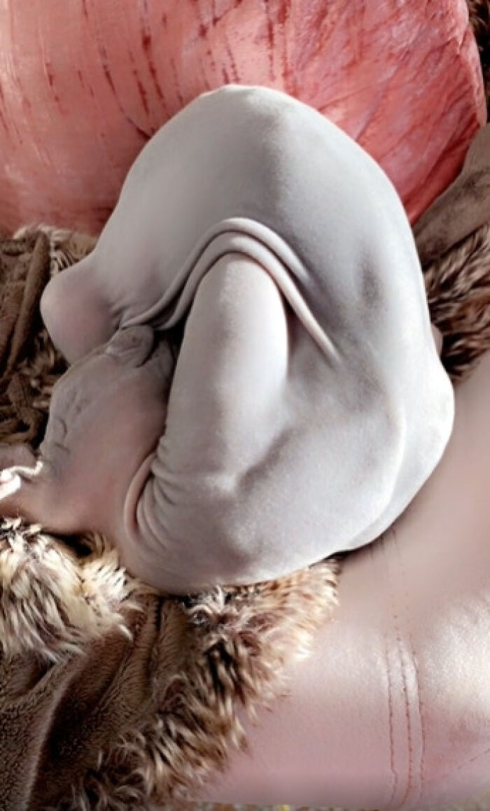 &#8220;Cats Are Aliens&#8221;: 80 Pics Of Cats That Just Might Prove They&#8217;re From Another Planet