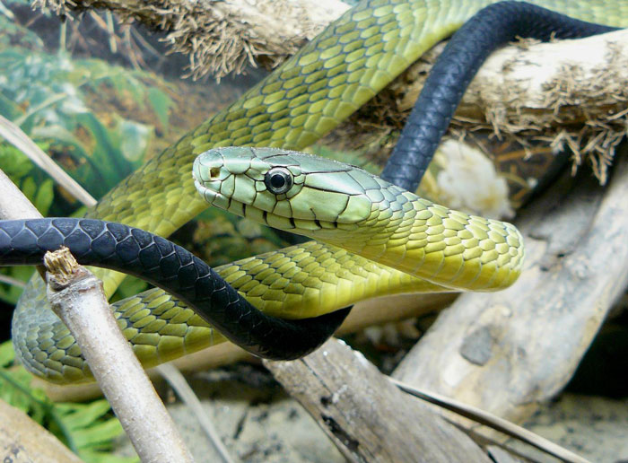 Paramedics Face Disciplinary Action For Giving Life-Saving Antivenom To Snakebite Victim