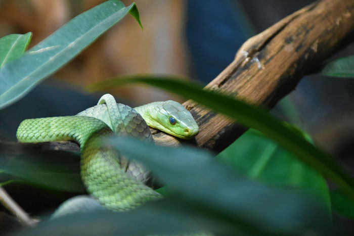 Paramedics Face Disciplinary Action For Giving Life-Saving Antivenom To Snakebite Victim