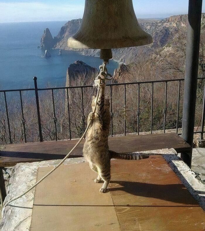 “Medieval Cats”: 57 Photos Proving That Humans Have Always Been Obsessed With Cats