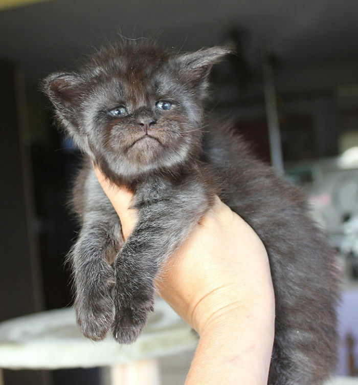 “Medieval Cats”: 57 Photos Proving That Humans Have Always Been Obsessed With Cats