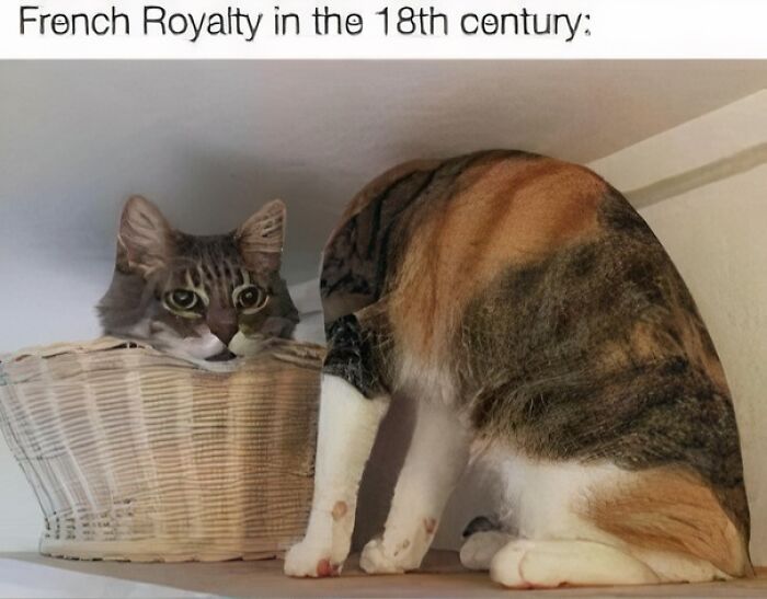 “Medieval Cats”: 57 Photos Proving That Humans Have Always Been Obsessed With Cats