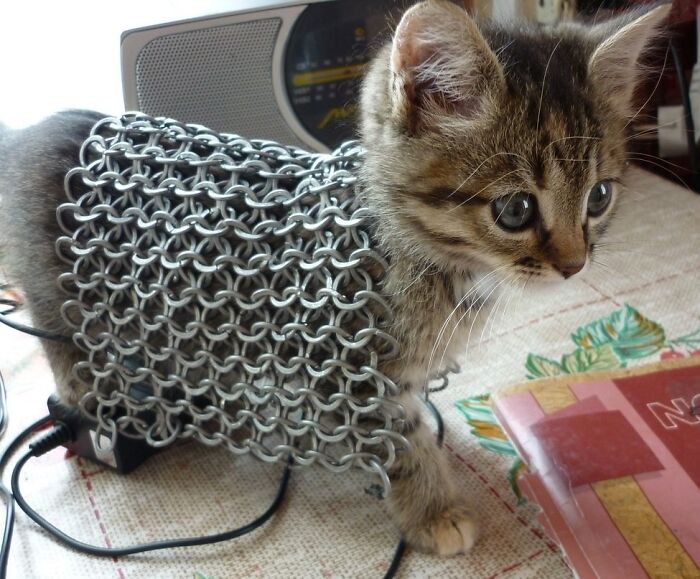 “Medieval Cats”: 57 Photos Proving That Humans Have Always Been Obsessed With Cats