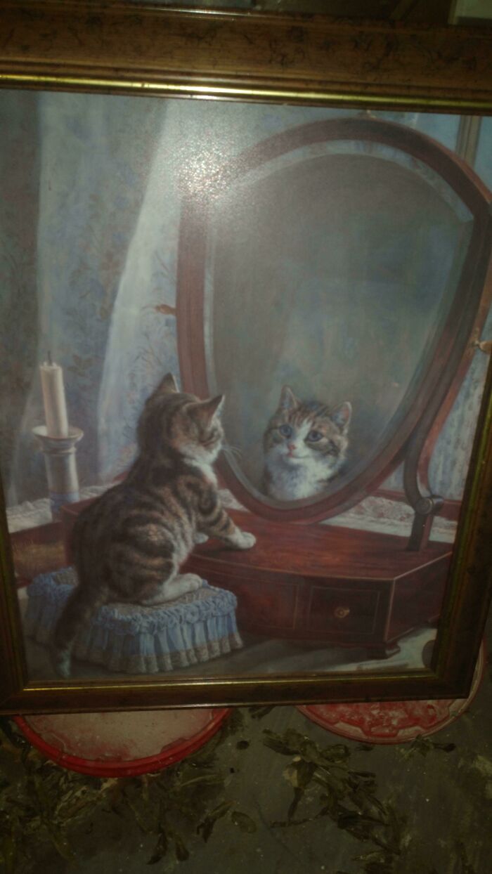“Medieval Cats”: 57 Photos Proving That Humans Have Always Been Obsessed With Cats