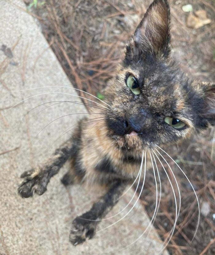 89 Adorable Adopted Animals Who Rescued Their Humans This Month (September Edition)