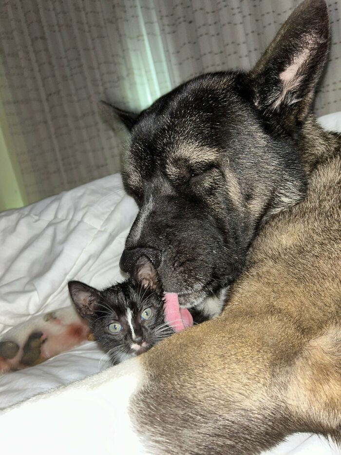 89 Adorable Adopted Animals Who Rescued Their Humans This Month (September Edition)