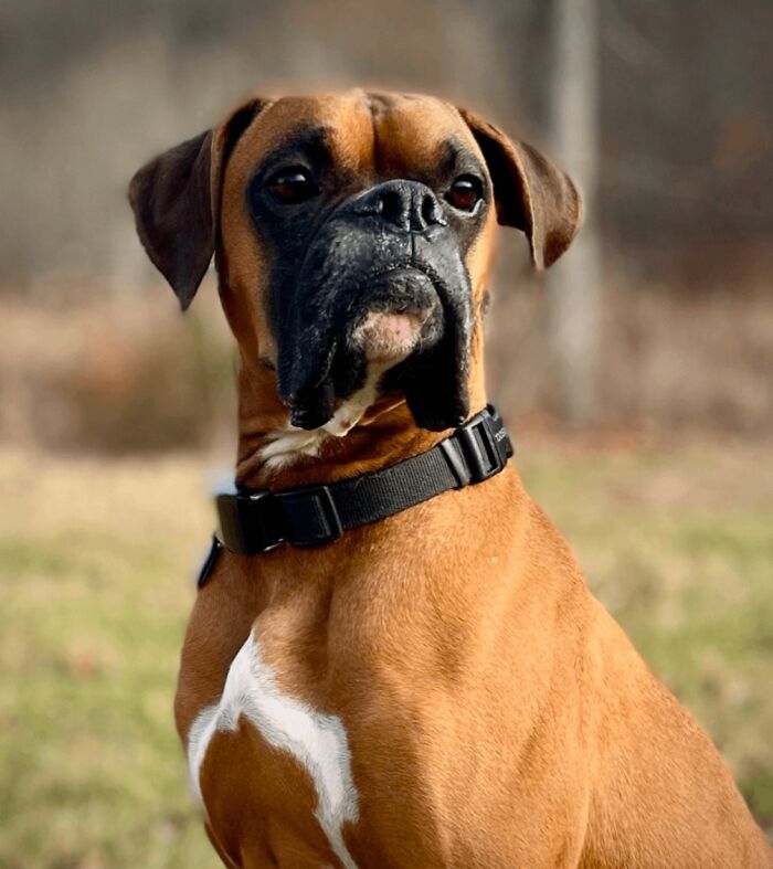89 Adorable Adopted Animals Who Rescued Their Humans This Month (September Edition)