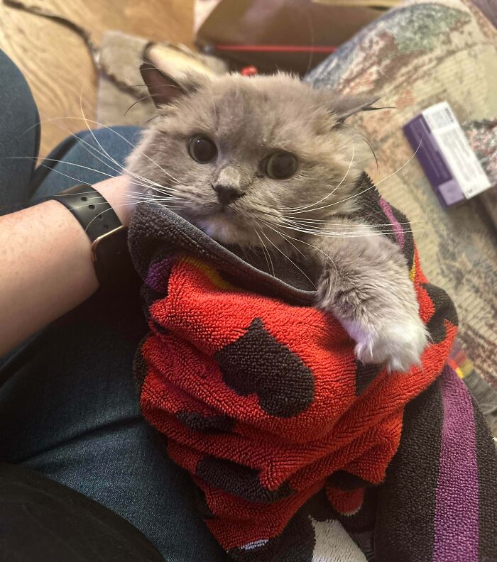 89 Adorable Adopted Animals Who Rescued Their Humans This Month (September Edition)