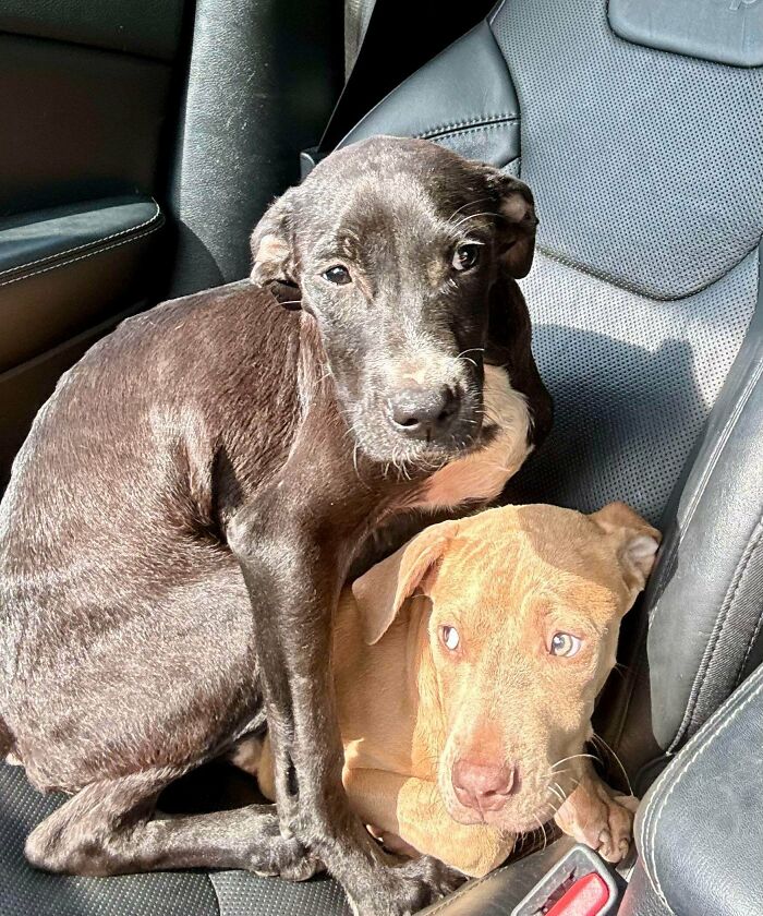 89 Adorable Adopted Animals Who Rescued Their Humans This Month (September Edition)