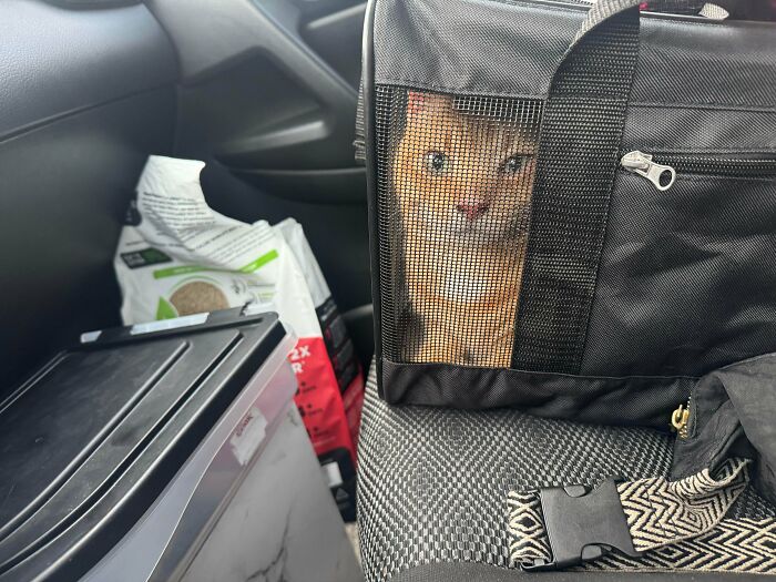 89 Adorable Adopted Animals Who Rescued Their Humans This Month (September Edition)