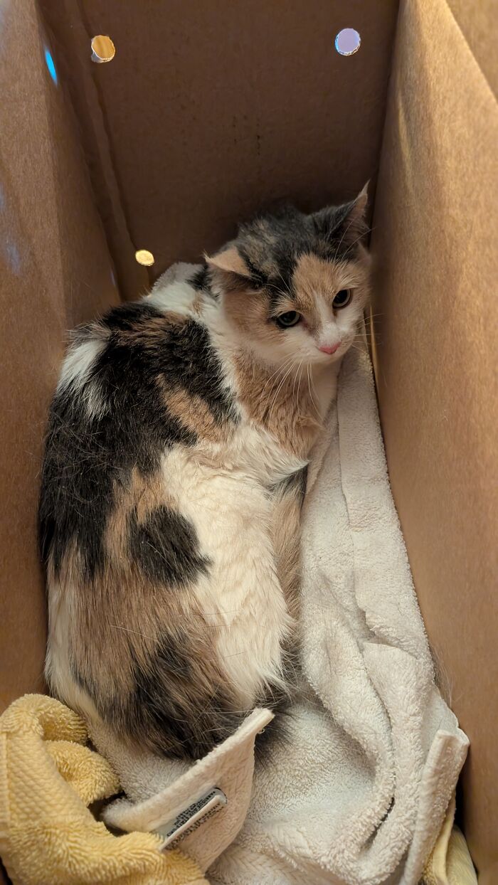 89 Adorable Adopted Animals Who Rescued Their Humans This Month (September Edition)