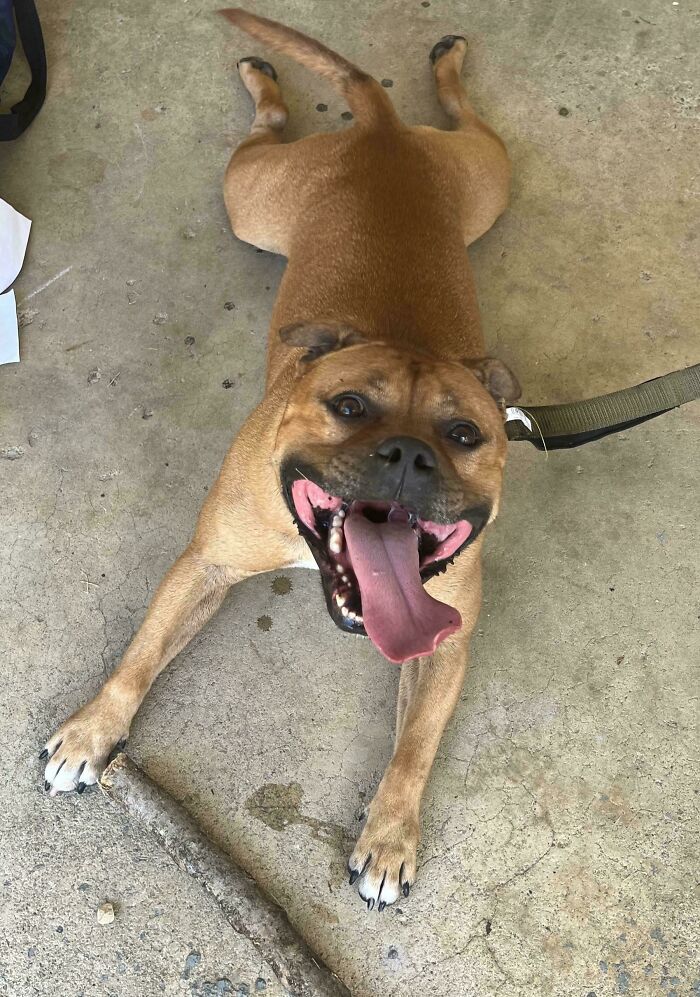 89 Adorable Adopted Animals Who Rescued Their Humans This Month (September Edition)