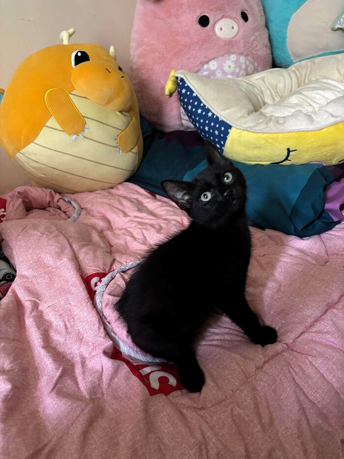 89 Adorable Adopted Animals Who Rescued Their Humans This Month (September Edition)