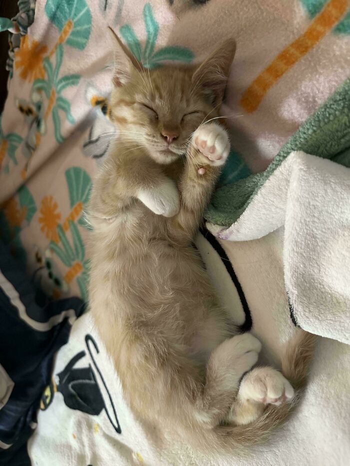 89 Adorable Adopted Animals Who Rescued Their Humans This Month (September Edition)