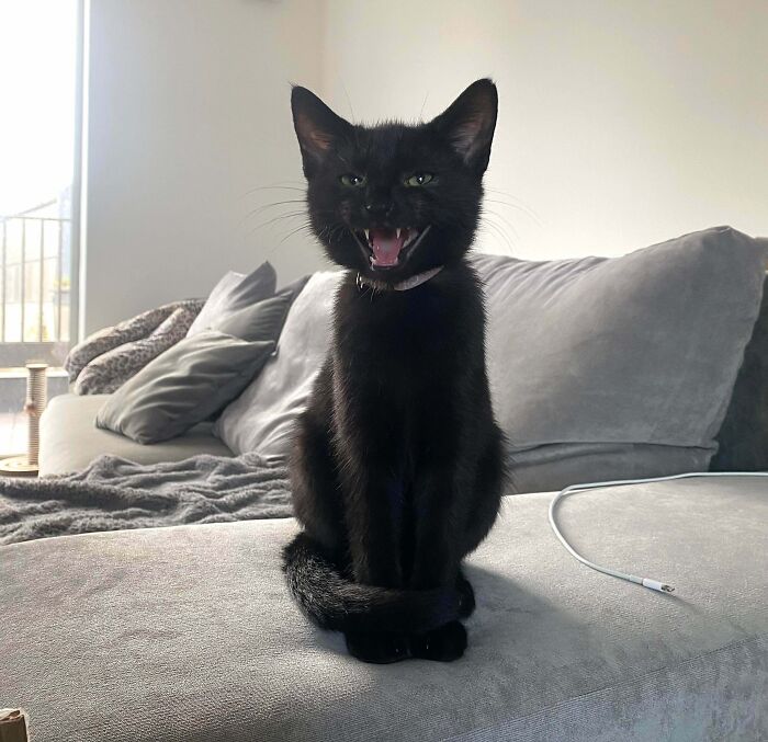 89 Adorable Adopted Animals Who Rescued Their Humans This Month (September Edition)
