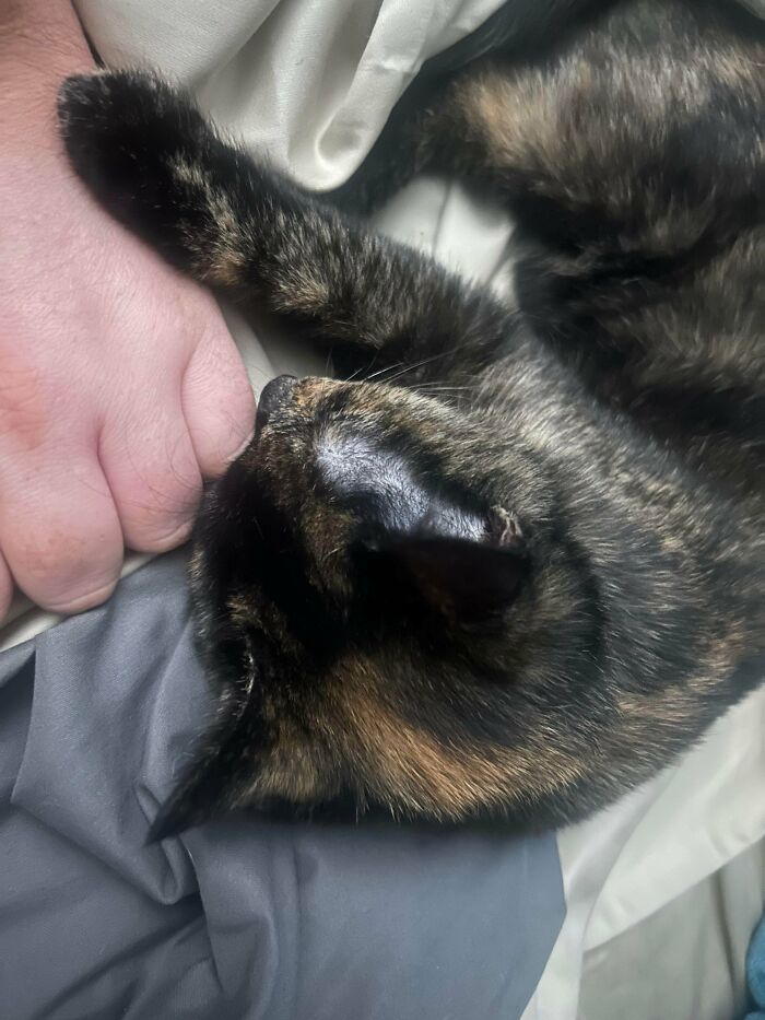 89 Adorable Adopted Animals Who Rescued Their Humans This Month (September Edition)