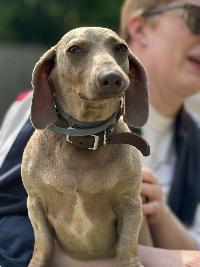89 Adorable Adopted Animals Who Rescued Their Humans This Month (September Edition)