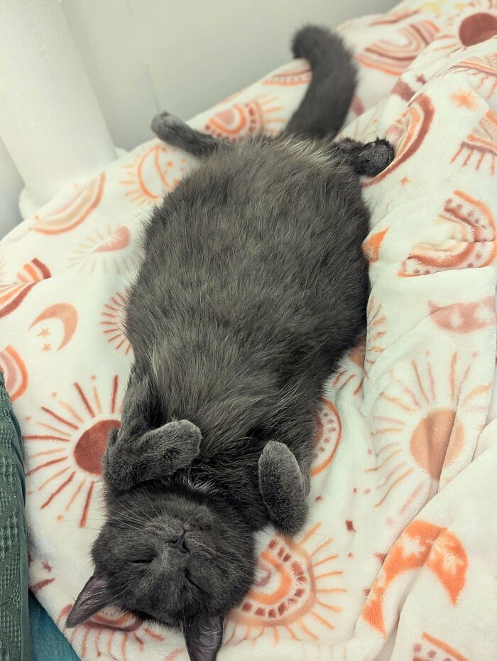 89 Adorable Adopted Animals Who Rescued Their Humans This Month (September Edition)