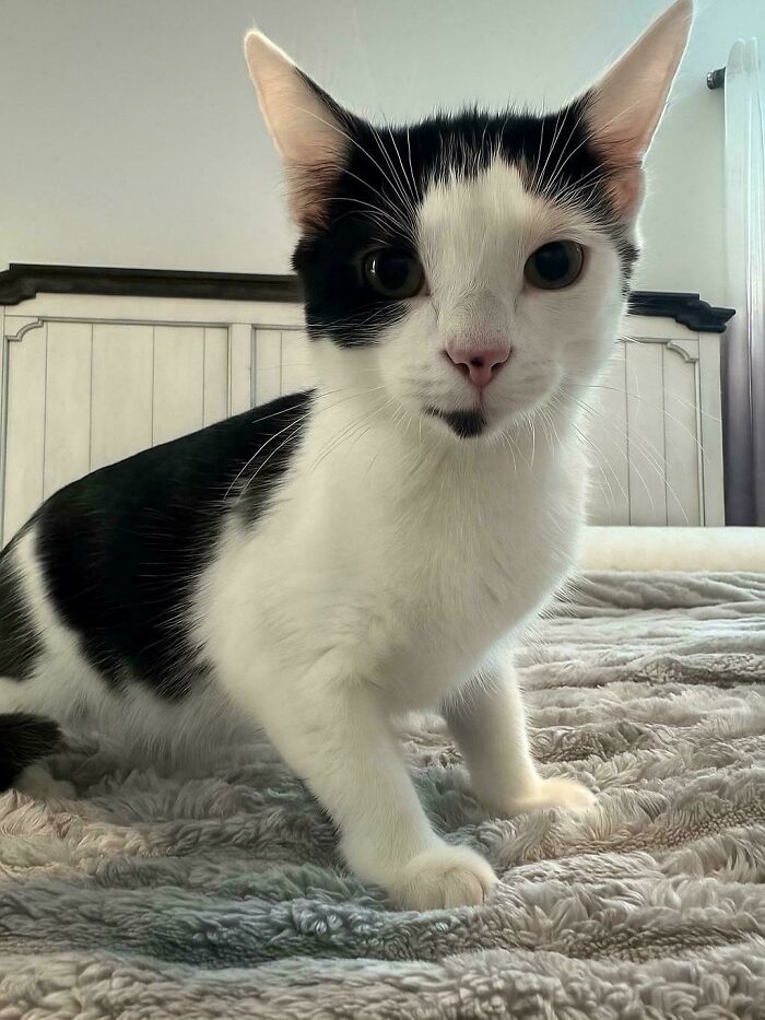89 Adorable Adopted Animals Who Rescued Their Humans This Month (September Edition)