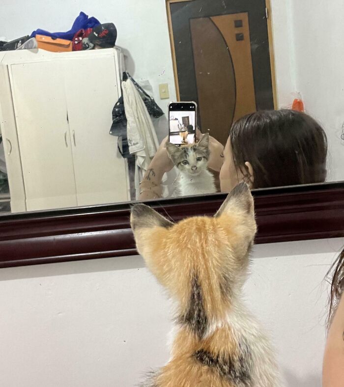 89 Adorable Adopted Animals Who Rescued Their Humans This Month (September Edition)