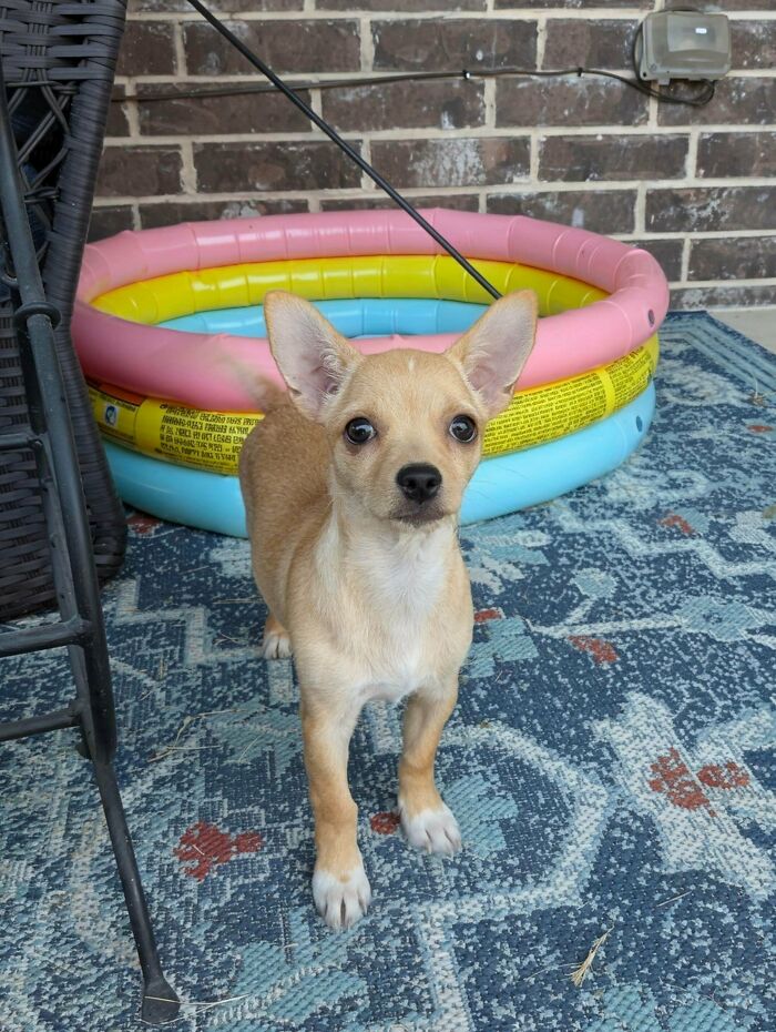 89 Adorable Adopted Animals Who Rescued Their Humans This Month (September Edition)