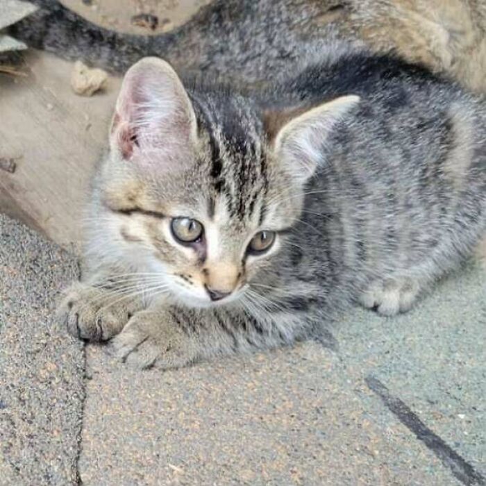 89 Adorable Adopted Animals Who Rescued Their Humans This Month (September Edition)